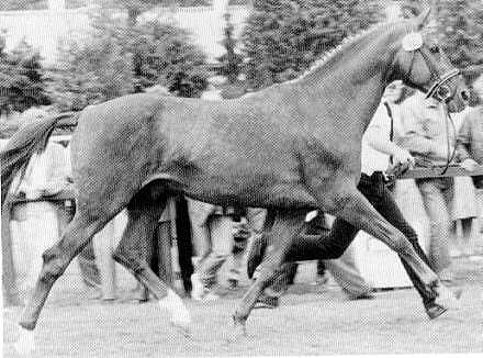 Postmeister - 21-jhrig anllich der Bundeshengstschau in Verden 19985, Foto: Archiv