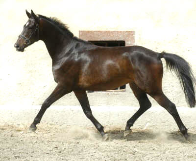 Trakehner Wallach Pour toi von Summertime - Trocadero (3 Jahre alt) - Trakehner Gestt Hmelschenburg