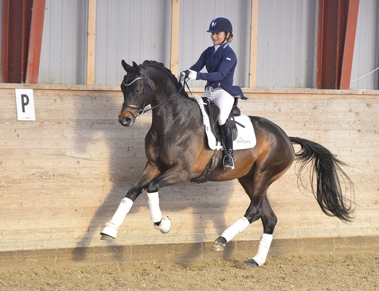 Trakehner Gestt Hmelschenburg