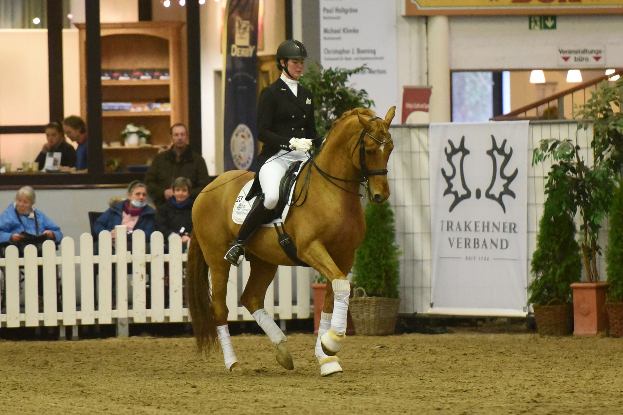 Zauberdeyk von Van Deyk und Lune Karolin Mller  - Foto: Peter Richterich - Trakehner Gestt Hmelschenburg