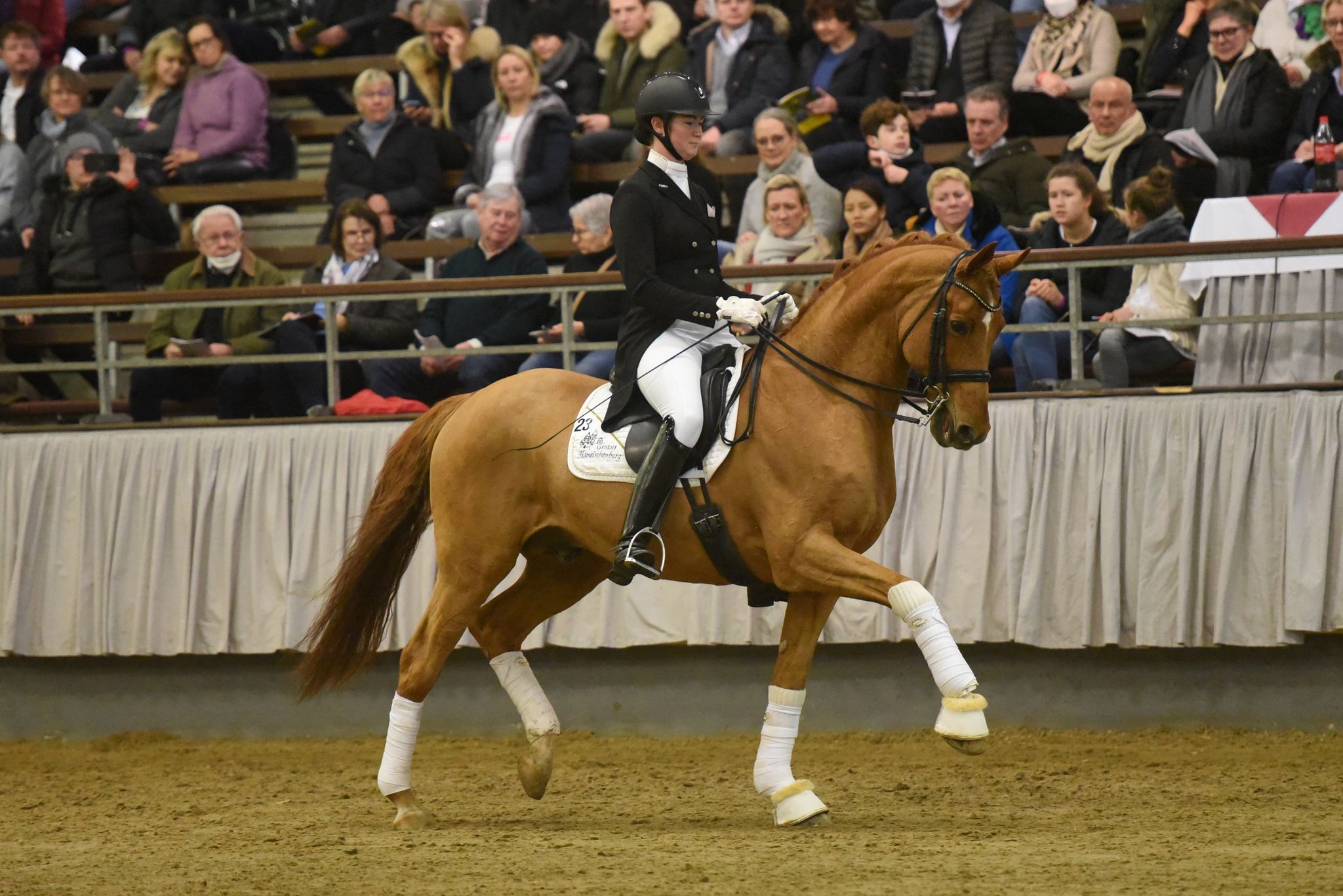 Zauberdeyk von Van Deyk und Lune Karolin Mller  - Foto: Peter Richterich - Trakehner Gestt Hmelschenburg