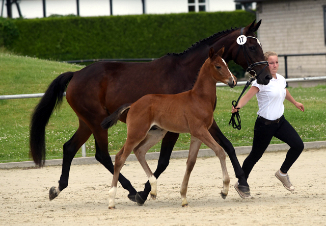 Hengstfohlen von High Motion u.d. Hanna v. Summertime, Foto: Peter Richterich - 
Gestüt Hämelschenburg