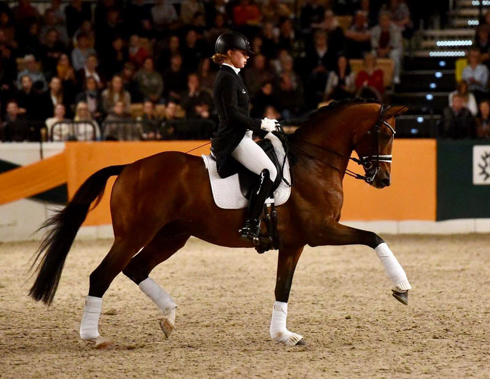 High Motion  - Oktober 2021 - Foto: Peter Richterich - 
Trakehner Gestt Hmelschenburg