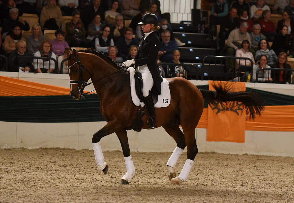 High Motion v. Saint Cyr - Oktober 2021 - Foto: Peter Richterich - 
Trakehner Gestt Hmelschenburg
