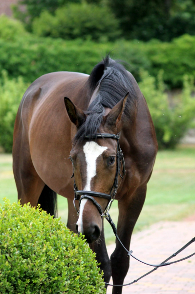 Dreijhiger Trakehner Wallach von High Motion u.d. Pr.u.StPrSt. Tavolara v. Exclusiv - Foto Pauline Rolfing - Gestt Hmelschenburg