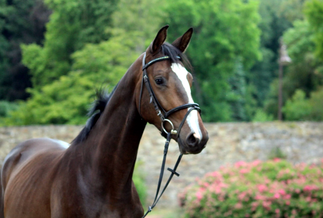 Dreijhiger Trakehner Wallach von High Motion u.d. Pr.u.StPrSt. Tavolara v. Exclusiv - Foto Pauline Rolfing - Gestt Hmelschenburg