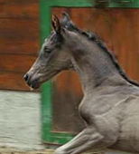 Stutfohlen von Saint Cyr x Roncalli, Foto: M.Prucker - 
Gestüt Hämelschenburg