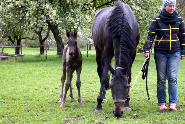 Stutfohlen von Saint Cyr u.d. u.d. Mayflower v. Roncalli - Foto Prucker