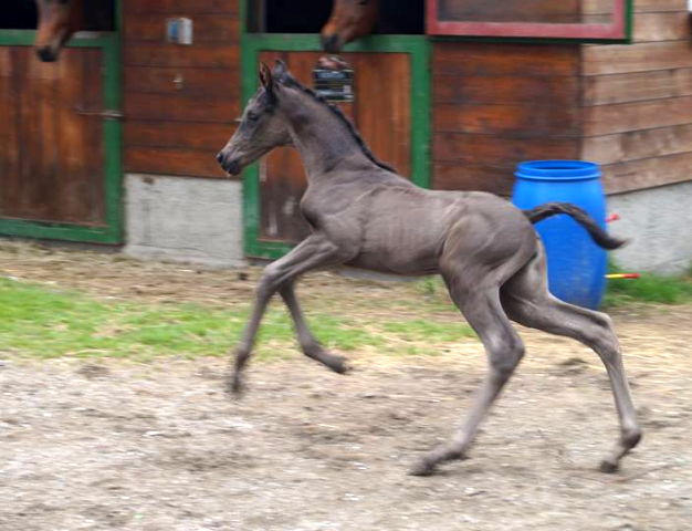 Stutfohlen von Saint Cyr u.d. Mayflower v. Roncalli - Foto Prucker