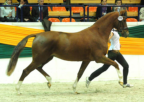 Kavalou v. Shavalou u.d. Elitestute Kalmar v. Exclusiv - Trakehner Gestt Hmelschenburg - Foto: Dr. Peter Richterich