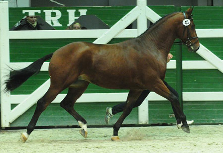 Zweijhriger Hengst Khedira von Summertime u.d. ESt. Kalmar v. Exclusiv - Trakehner Gestt Hmelschenburg - Foto: Dr. Peter Richterich