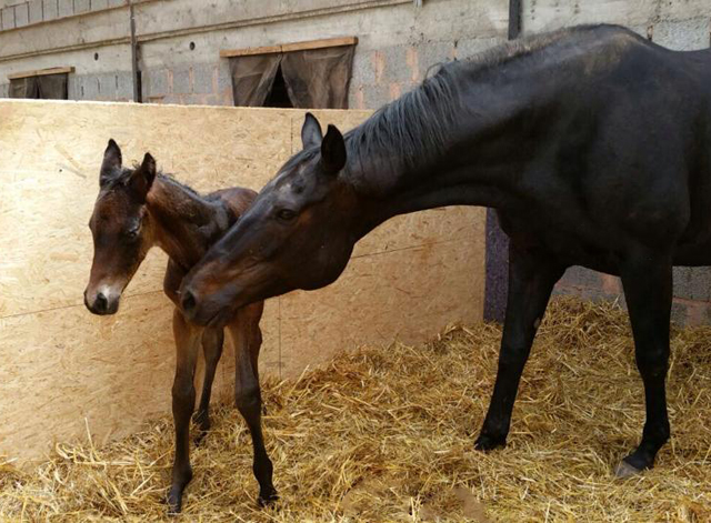 Trakehner Hengstfohlen von Summertime u.d. Halia's Sunlight v. Motley xx , Foto: privat