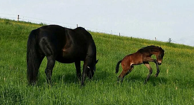 Trakehner Hengstfohlen von Summertime u.d. Halia's Sunlight v. Motley xx , Foto: privat