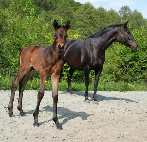 Trakehner Hengstfohlen von Summertime u.d. Halia's Sunlight v. Motley xx , Foto: privat