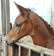 Hengstfohlen von Saint Cyr x Benz - Foto: Peter Schlumpf