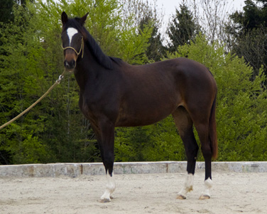 Gloria Gaynor von Saint Cyr u.d. Greta Garbo v. Alter Fritz, Trakehner Gestt Hmelschenburg