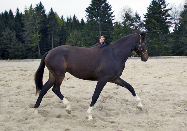 Gloria Gaynor von Saint Cyr u.d. Greta Garbo v. Alter Fritz, Trakehner Gestt Hmelschenburg