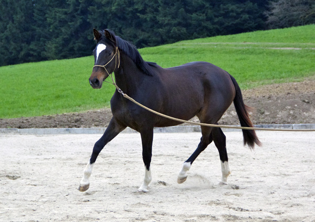 Gloria Gaynor von Saint Cyr u.d. Greta Garbo v. Alter Fritz, Trakehner Gestt Hmelschenburg