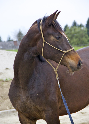 Gloria Gaynor von Saint Cyr u.d. Greta Garbo v. Alter Fritz, Trakehner Gestt Hmelschenburg