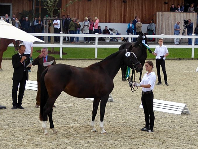 Trakehner Stute Gloria Gaynor von Saint Cyr u.d. Elitestute Greta Garbo v. Alter Fritz - Gestt Hmelschenburg - Beate Langels - Foto: Sonnleitner