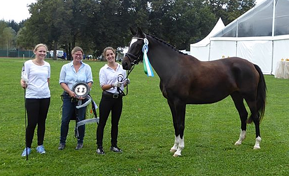 Trakehner Stute Gloria Gaynor von Saint Cyr u.d. Elitestute Greta Garbo v. Alter Fritz - Gestt Hmelschenburg - Beate Langels - Foto: Sonnleitner