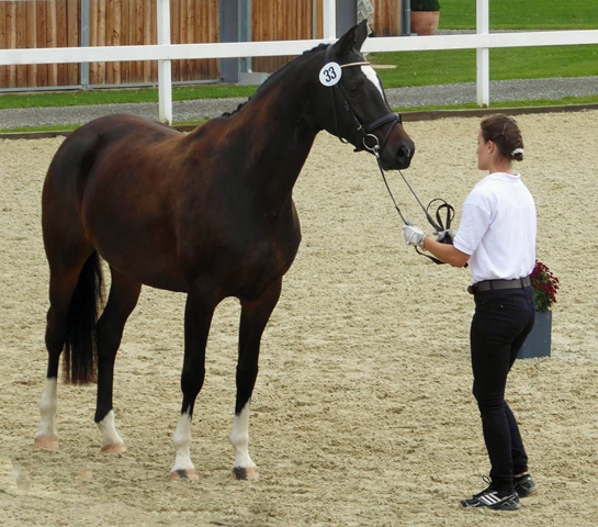 Trakehner Stute Gloria Gaynor von Saint Cyr u.d. Elitestute Greta Garbo v. Alter Fritz - Gestt Hmelschenburg - Beate Langels - Foto: Sonnleitner