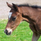 Hengstfohlen von Freudenfest - Opernball