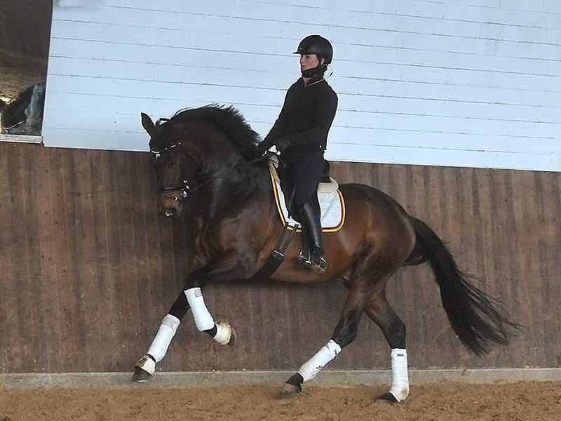 4jhriger Trakehner Hengst Karakallis v. High Motion  - Foto: Rost - Trakehner Gestt Hmelschenburg