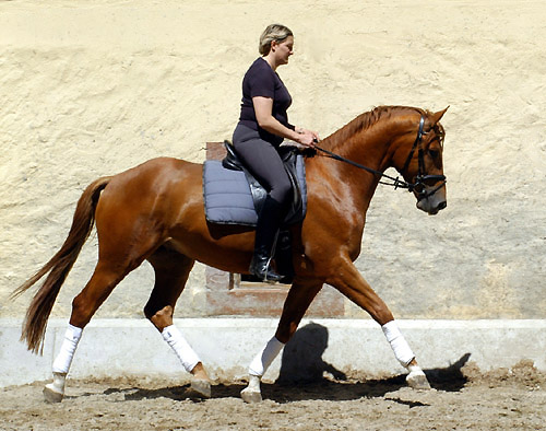 3jhriger Trakehner Wallach Rivergold von Freudenfest u.d. Rubina v. Tycoon - Trakehner Gestt Hmelschenburg - Beate Langels