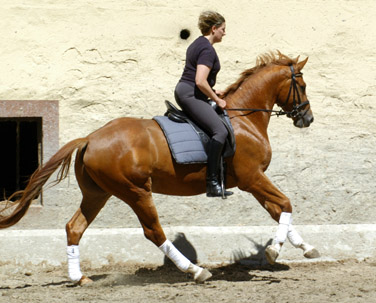 3jhriger Trakehner Wallach Rivergold von Freudenfest u.d. Rubina v. Tycoon - Trakehner Gestt Hmelschenburg - Beate Langels