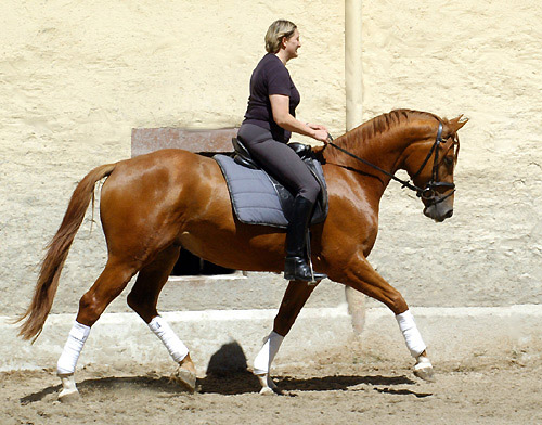 3jhriger Trakehner Wallach Rivergold von Freudenfest u.d. Rubina v. Tycoon - Trakehner Gestt Hmelschenburg - Beate Langels