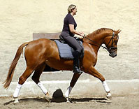 Our horses from the year 2007