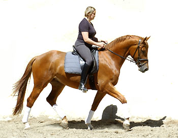 3jhriger Trakehner Wallach Rivergold von Freudenfest u.d. Rubina v. Tycoon - Trakehner Gestt Hmelschenburg - Beate Langels