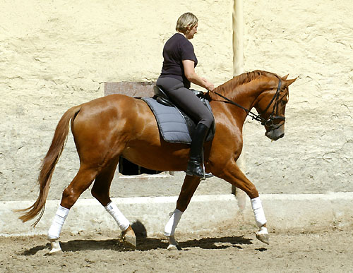 3jhriger Trakehner Wallach Rivergold von Freudenfest u.d. Rubina v. Tycoon - Trakehner Gestt Hmelschenburg - Beate Langels