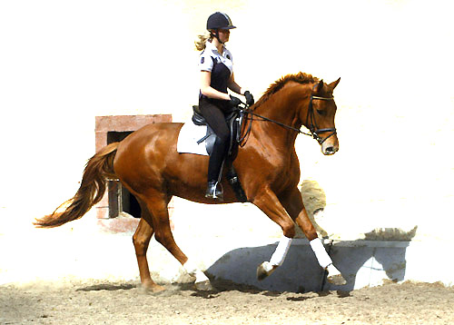 4jhriger Trakehner Wallach Rivergold von Freudenfest u.d. Rubina v. Tycoon - Trakehner Gestt Hmelschenburg - Beate Langels