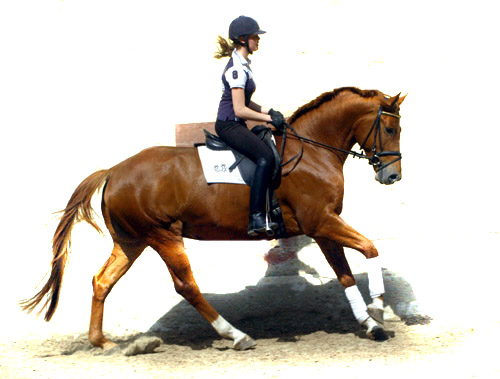 4jhriger Trakehner Wallach Rivergold von Freudenfest u.d. Rubina v. Tycoon - Trakehner Gestt Hmelschenburg - Beate Langels