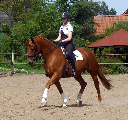 4jhriger Trakehner Wallach Rivergold von Freudenfest u.d. Rubina v. Tycoon - Trakehner Gestt Hmelschenburg - Beate Langels