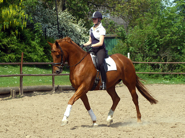 4jhriger Trakehner Wallach Rivergold von Freudenfest u.d. Rubina v. Tycoon - Trakehner Gestt Hmelschenburg - Beate Langels