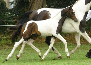 Stutfohlen von Summertime x Indian Boy, Foto: Richard Langels