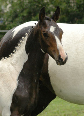 Stutfohlen von Summertime - Indian Boy, Foto: Richard Langels