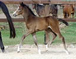 Colt by Saint Cyr out of Teatime by Summertime - Gest�t H�melschenburg - copyright by Richard Langels