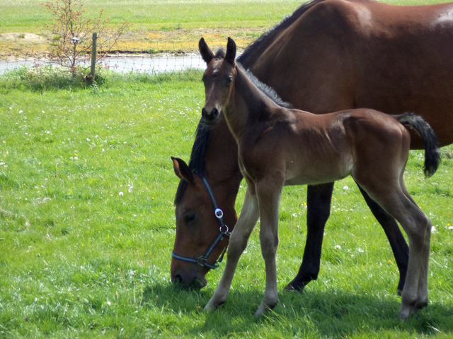 KWPN Hengstfohlen von Oliver Twist - Frst Romancier, Foto: Roland Kleine - Trakehner Gestt Hmelschenburg