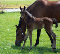 Hengstfohlen von Oliver Twist