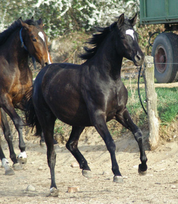 Zweijhrige Trakehner Stute von Shavalou u.d. Elitestute Gloriette v. Kostolany, Foto: Richard Langels