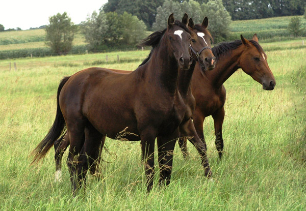 Zweijhrige Trakehner Stute von Shavalou u.d. Elitestute Gloriette v. Kostolany, Foto: Richard Langels