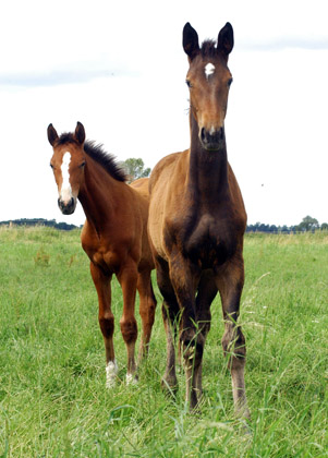 Schwalbenperle v. Exclusiv und ein Stf. v. Saint Cyr u.d. Dejaniera - im Gestt Schplitz  - Foto: Richard Langels - Trakehner Gestt Hmelschenburg