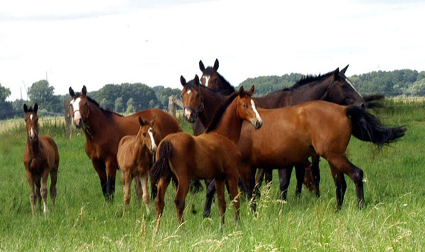 Stuten und Fohlen (vorn Schwalbenperle von Exclusiv) im Gestt Schplitz  - Foto: Richard Langels - Trakehner Gestt Hmelschenburg