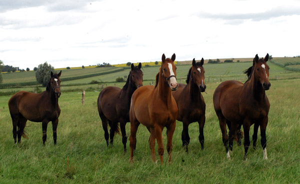 zweijhrige Stuten, vorn Thirilou und Val de Vienne - im Gestt Schplitz  - Foto: Richard Langels - Trakehner Gestt Hmelschenburg