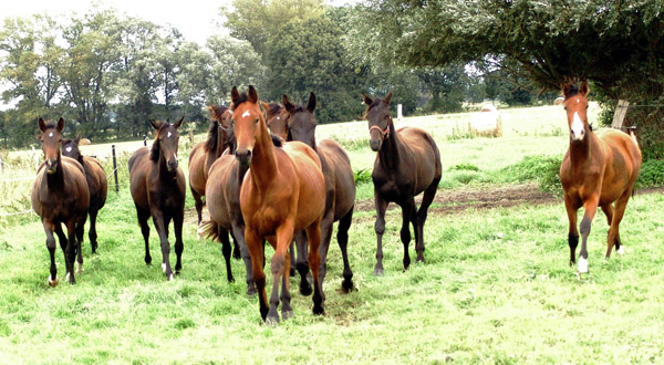 Jhrlingsstuten im Gestt Schplitz  - Foto: Richard Langels - Trakehner Gestt Hmelschenburg