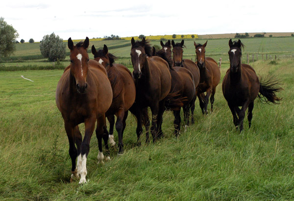 zweijhrige Nachwuchsstuten im Gestt Schplitz - vorn: Val de Vienne v. Exclusiv - Foto: Richard Langels - Trakehner Gestt Hmelschenburg